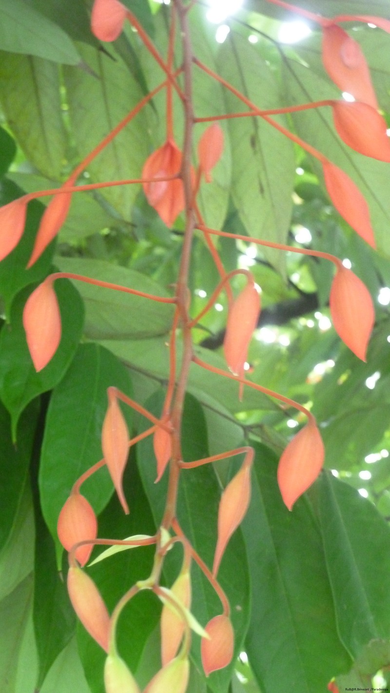 Amherstia nobilis photo 2