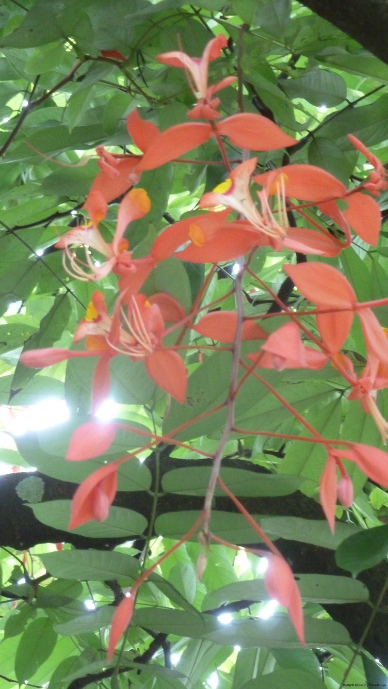 Amherstia nobilis photo 3