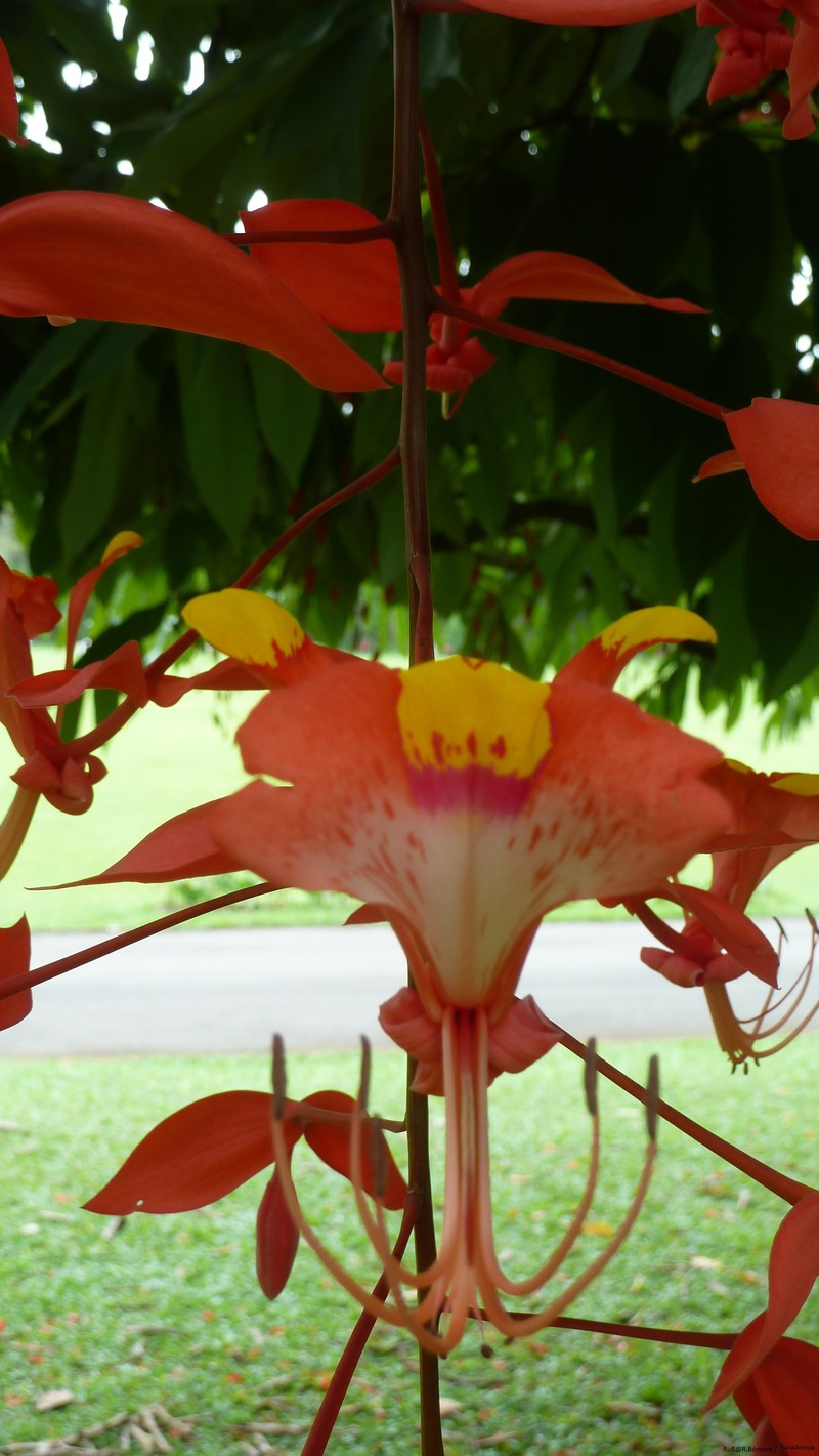 Amherstia nobilis photo 4