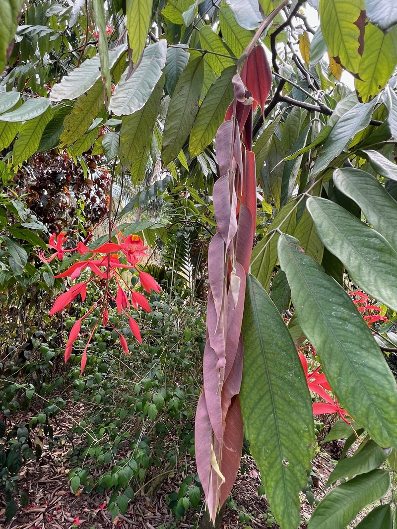 Amherstia nobilis photo 5