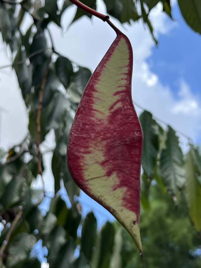 Amherstia nobilis photo 6