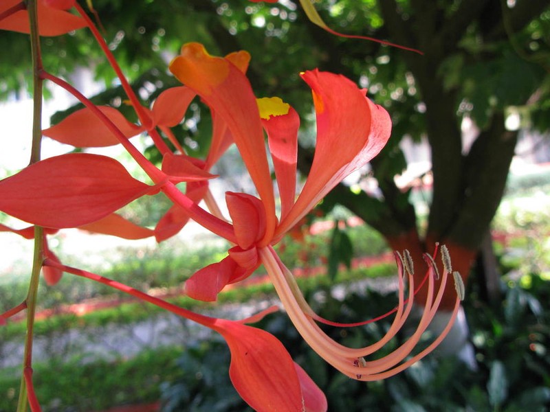 Amherstia nobilis photo 7