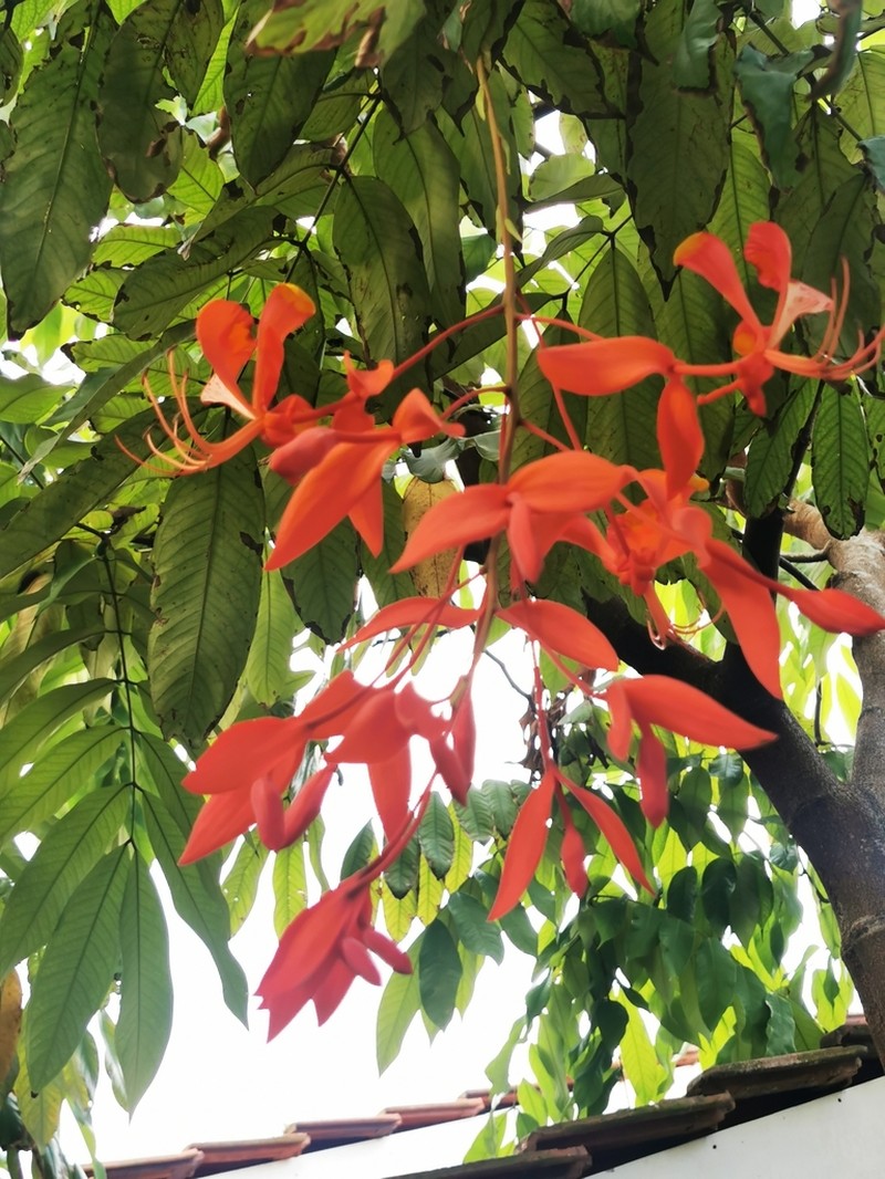 Amherstia nobilis photo 8