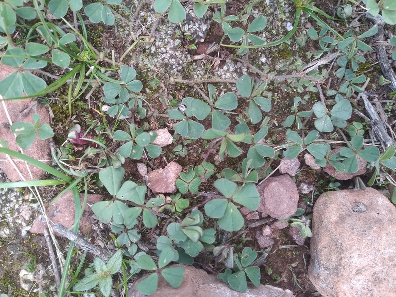 Amicia andicola