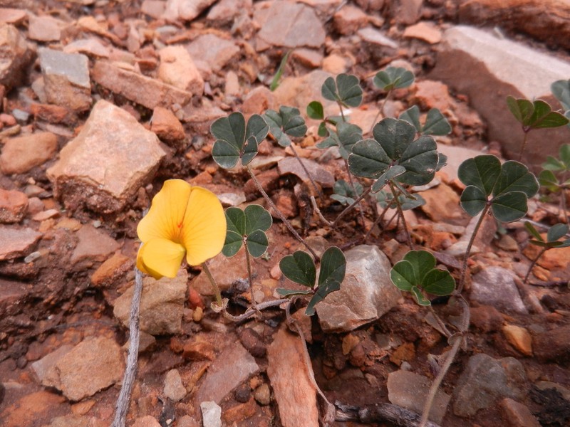 Amicia andicola photo 2