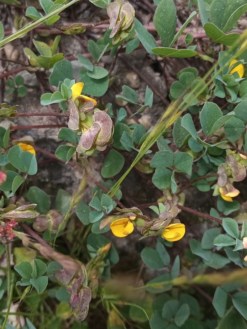 Amicia andicola photo 3