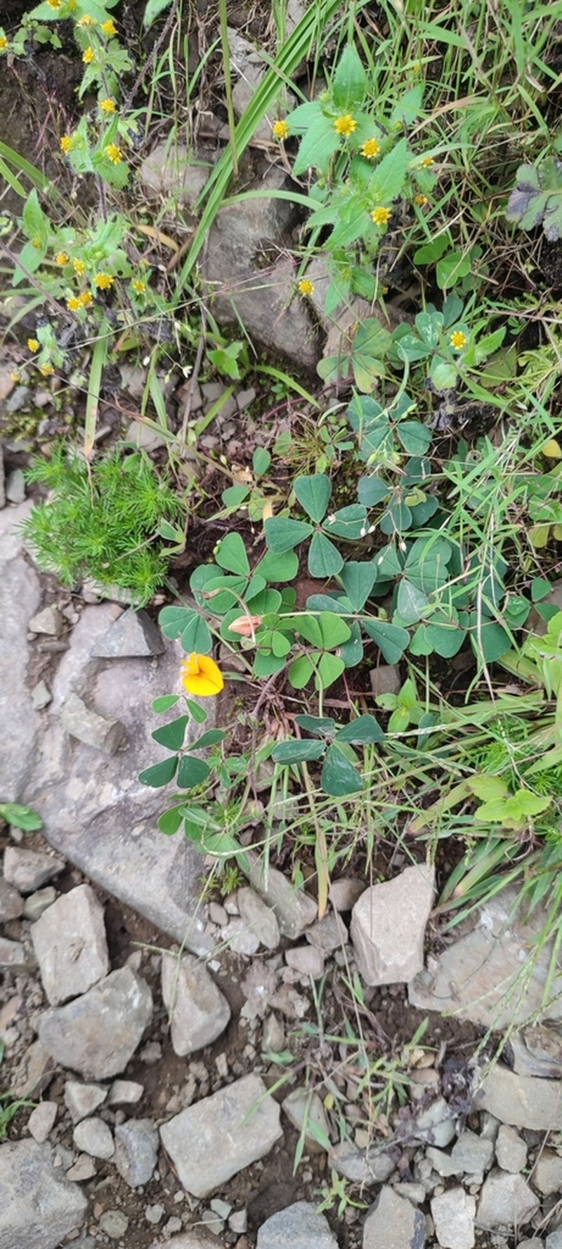 Amicia andicola photo 4