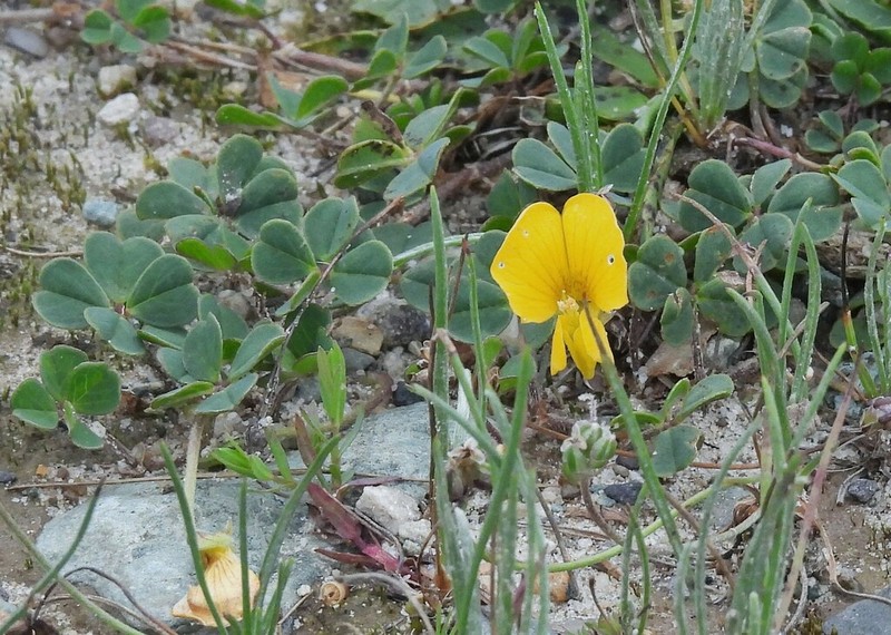 Amicia andicola photo 5