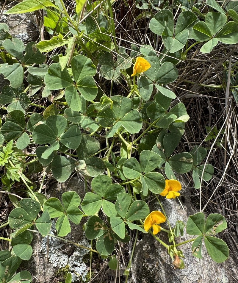 Amicia andicola photo 6