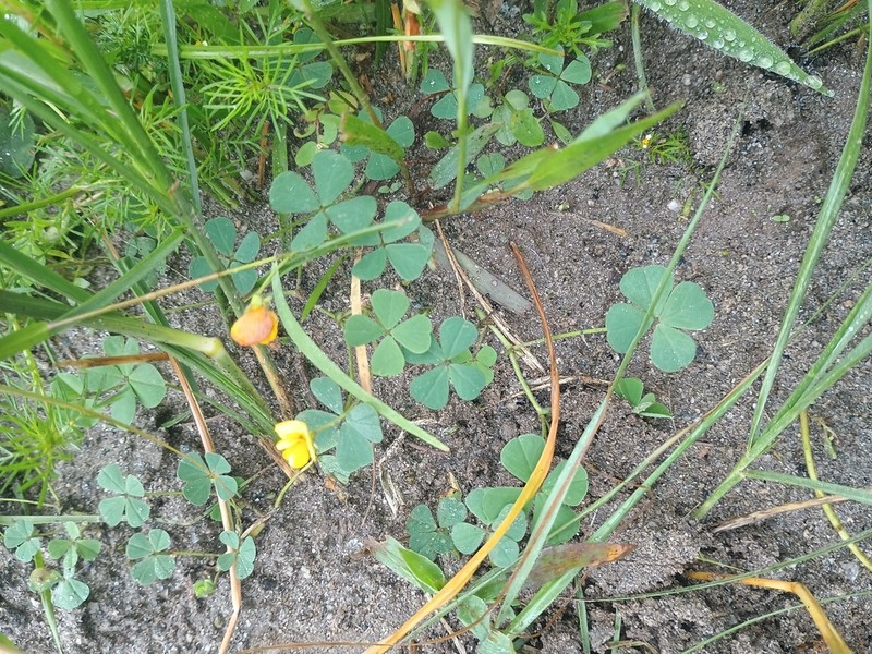 Amicia andicola photo 7