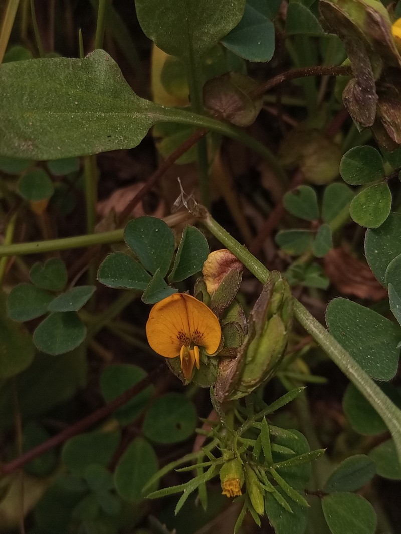 Amicia andicola photo 8