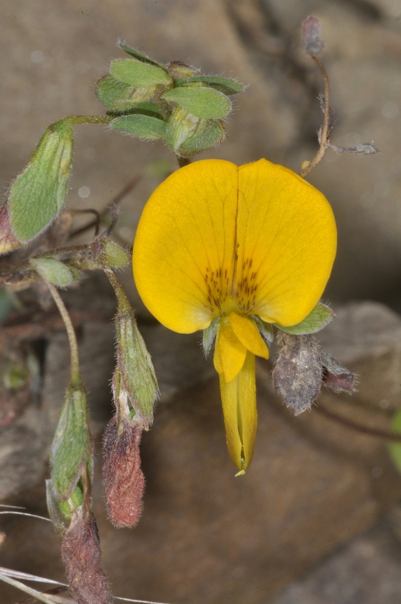 Amicia fimbriata