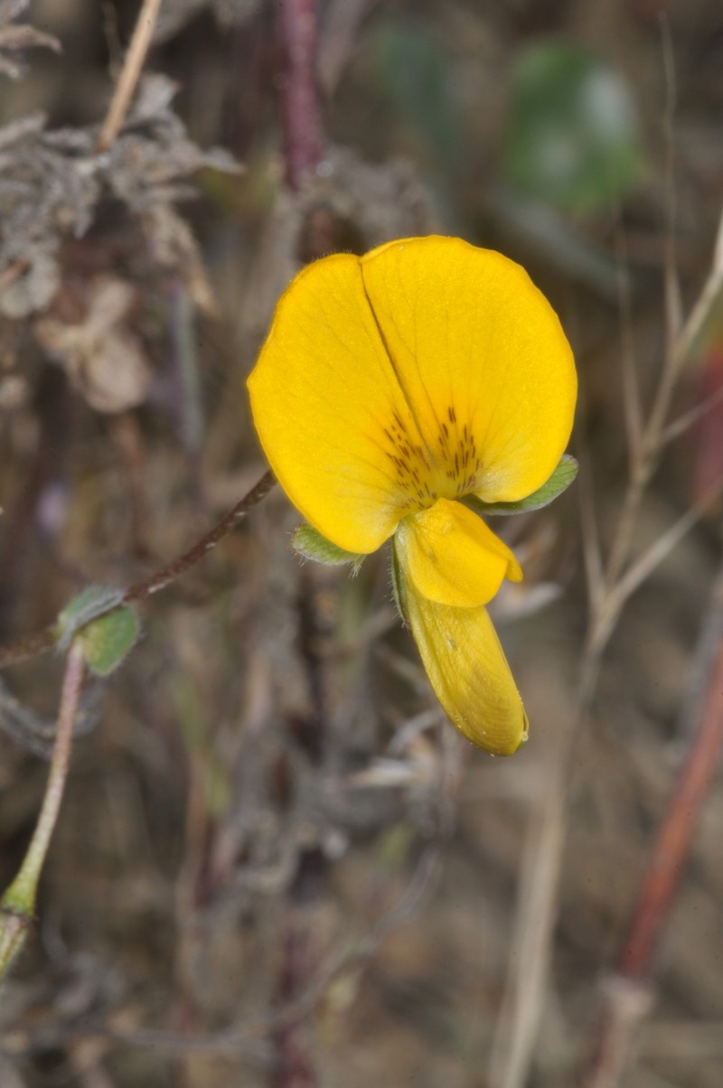 Amicia fimbriata photo 2