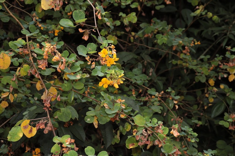 Amicia glandulosa