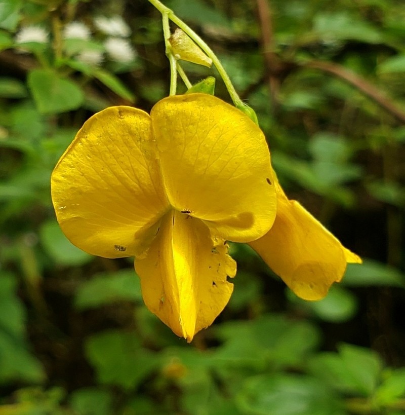 Amicia glandulosa photo 2