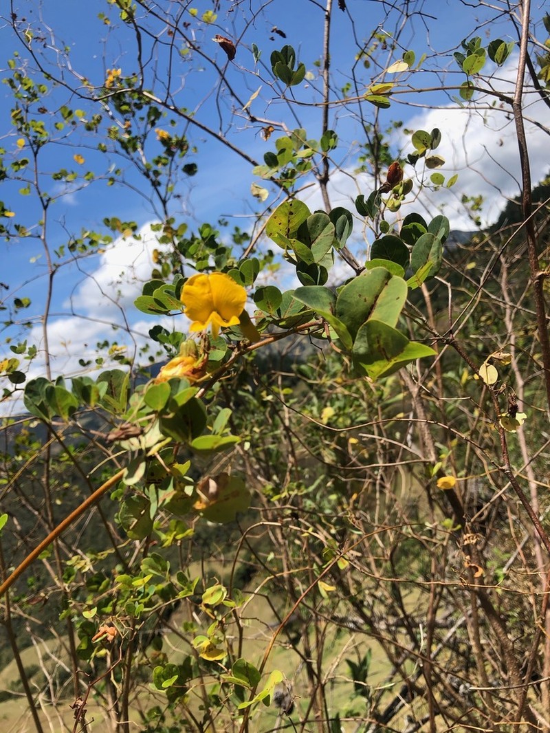 Amicia glandulosa photo 3