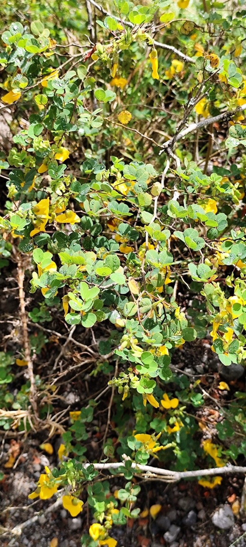Amicia glandulosa photo 4