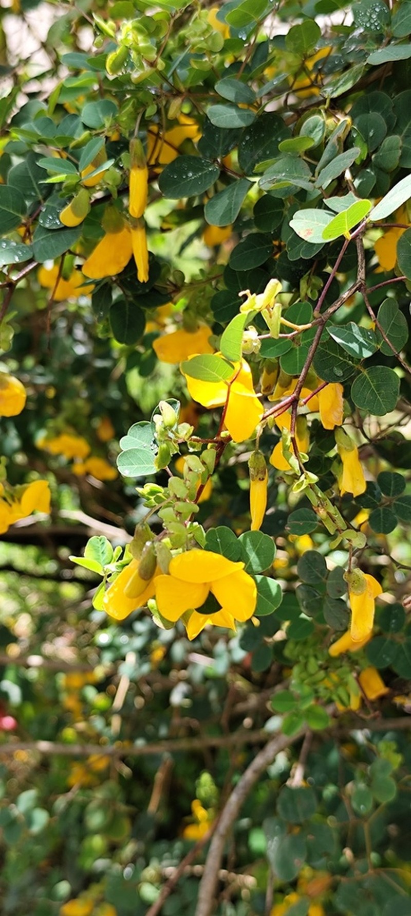 Amicia glandulosa photo 5