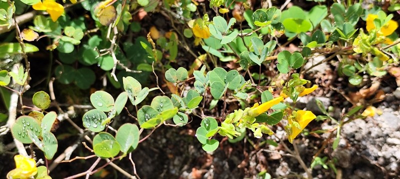 Amicia glandulosa photo 6
