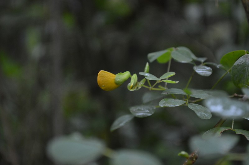Amicia glandulosa photo 7