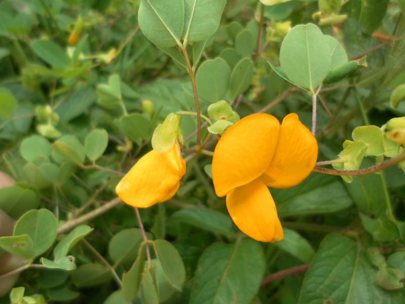 Amicia glandulosa photo 8