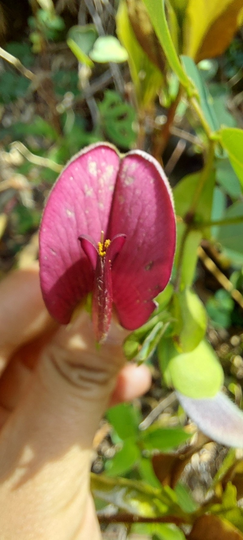 Amicia lobbiana photo 7