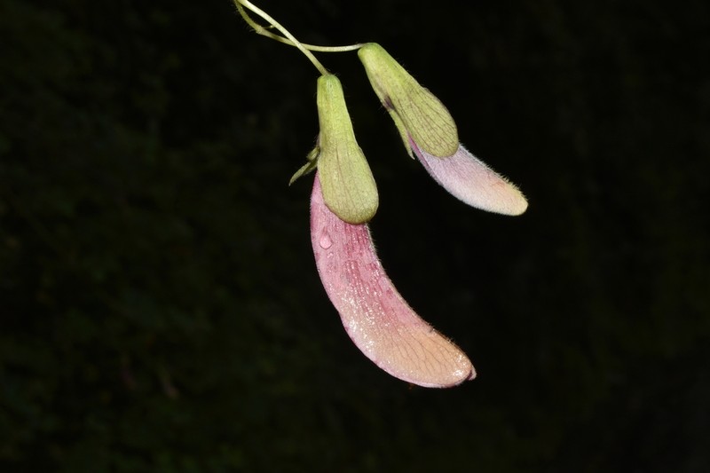 Amicia lobbiana photo 8
