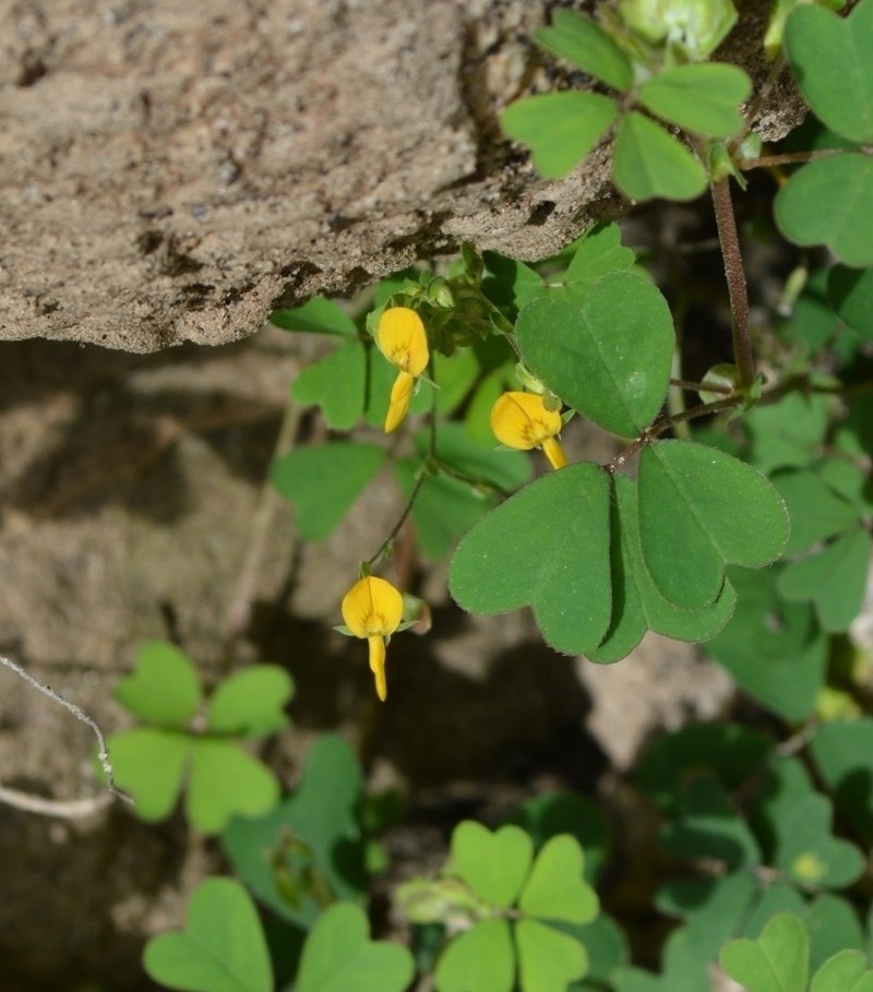 Amicia medicaginea