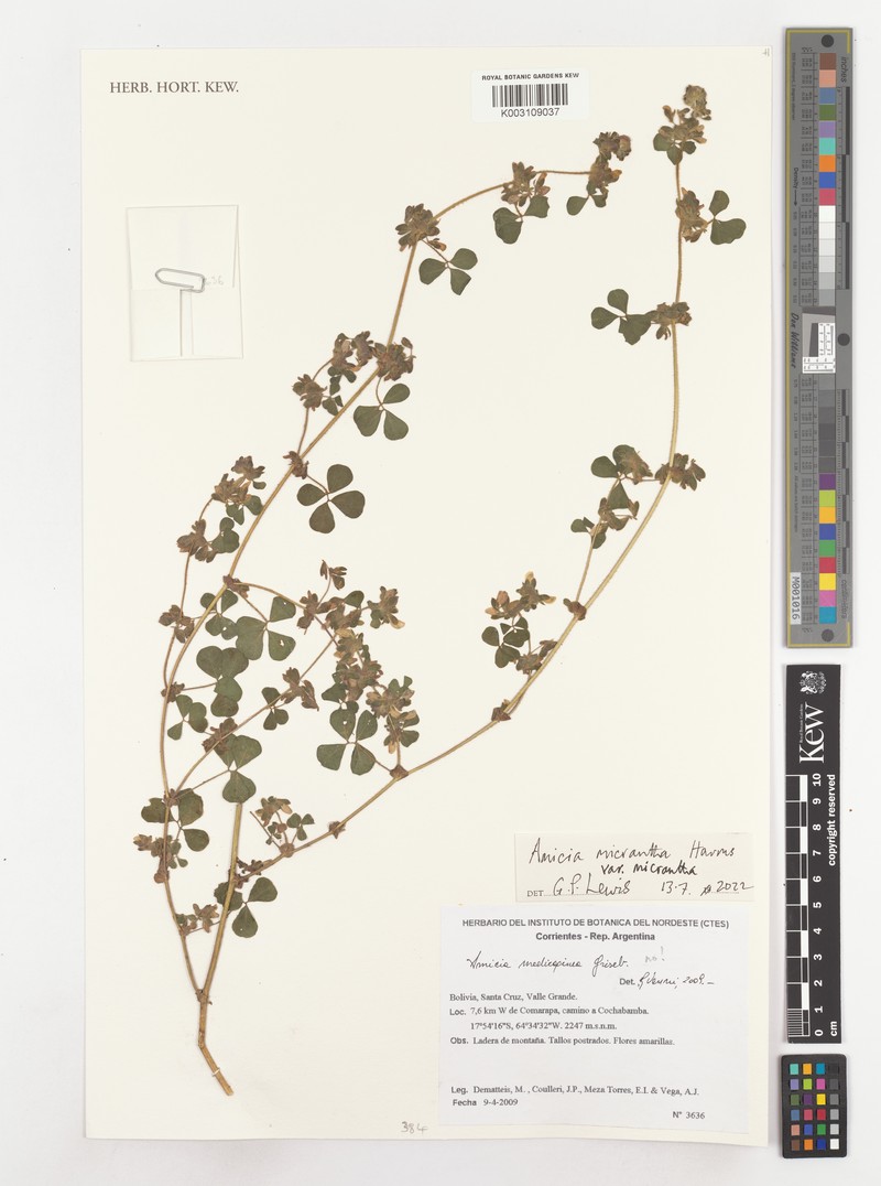 Amicia micrantha subsp. micrantha