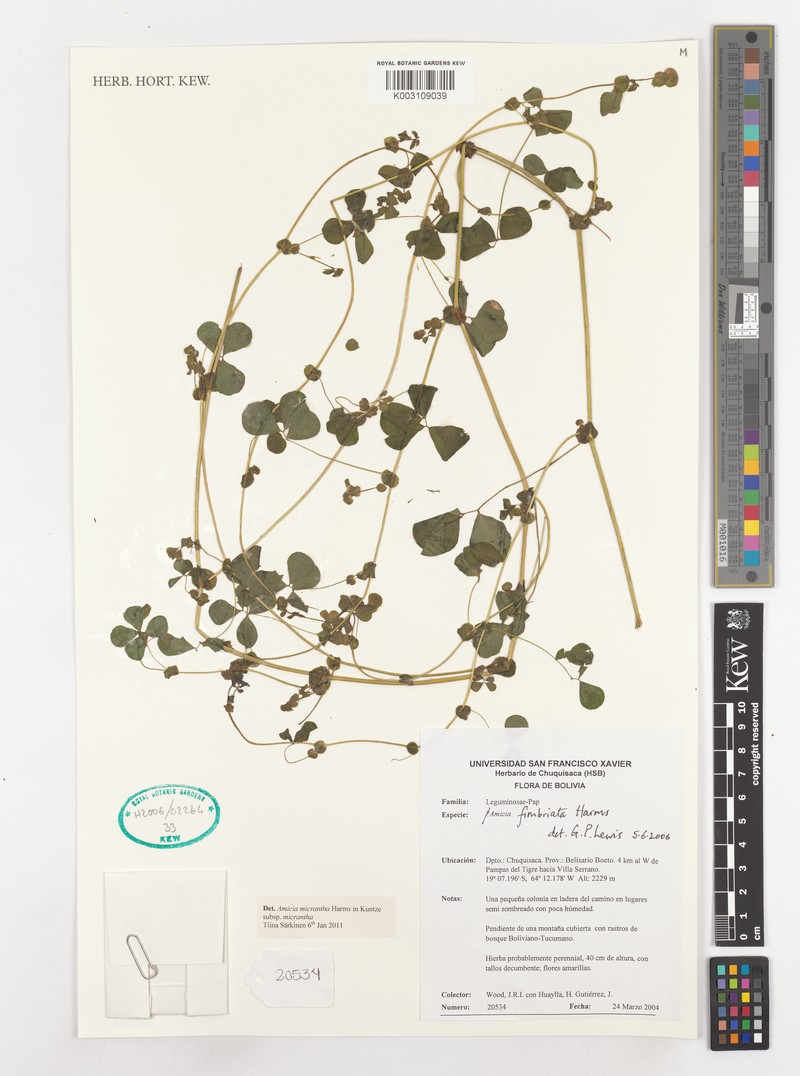Amicia micrantha subsp. micrantha photo 2