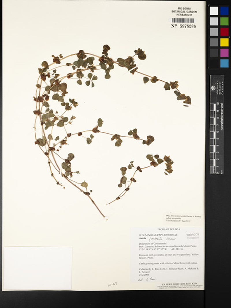 Amicia micrantha subsp. micrantha photo 3