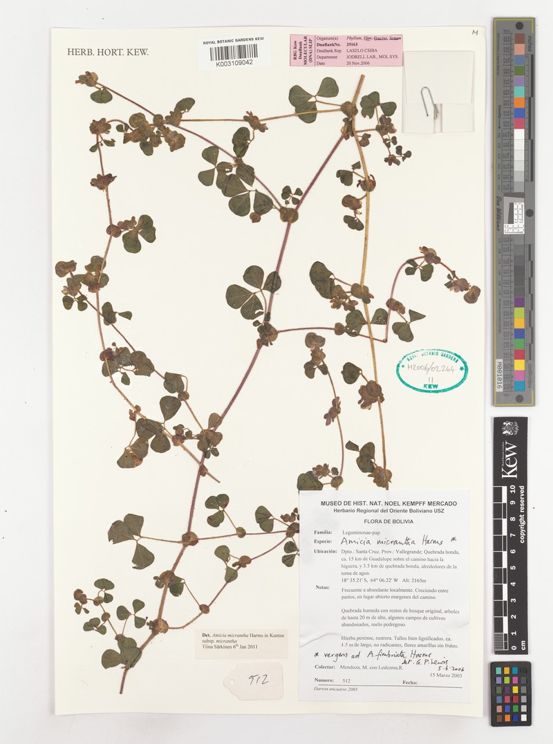 Amicia micrantha subsp. micrantha photo 4