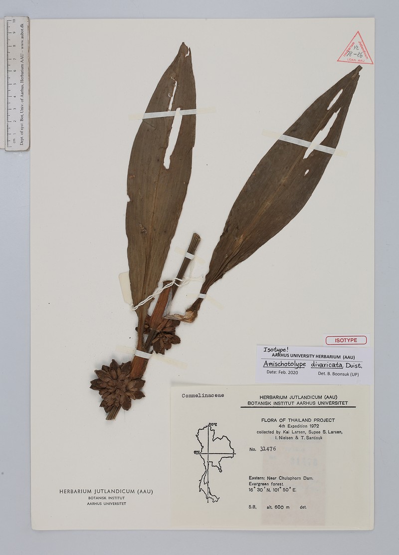 Amischotolype divaricata
