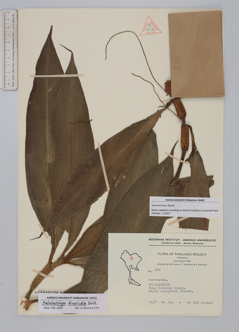 Amischotolype divaricata photo 2