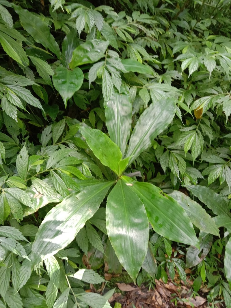 Amischotolype glabrata