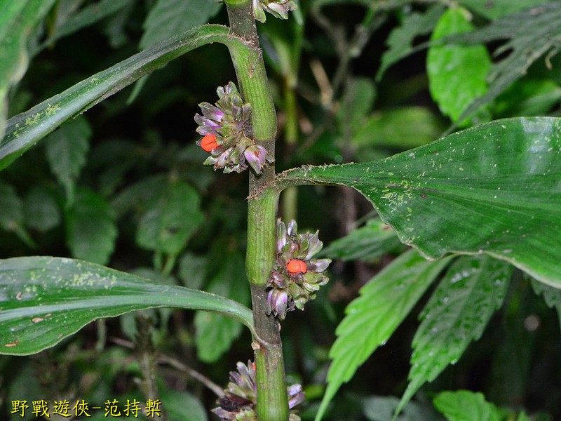 Amischotolype glabrata photo 2
