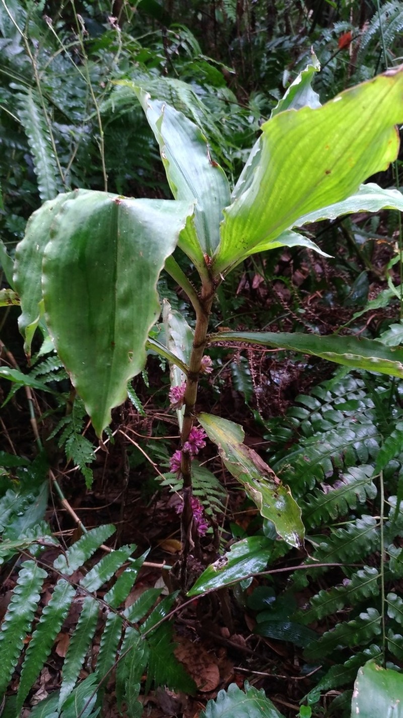 Amischotolype glabrata photo 3