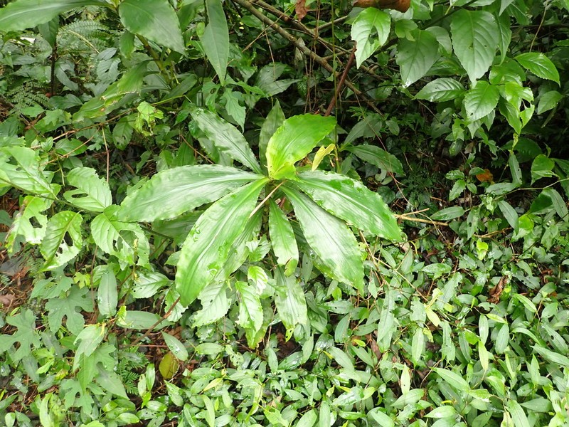Amischotolype glabrata photo 4