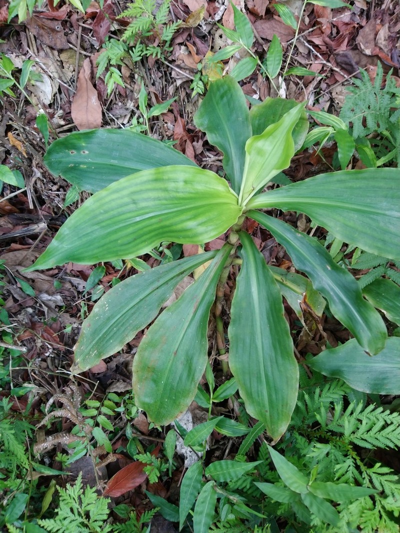 Amischotolype glabrata photo 5