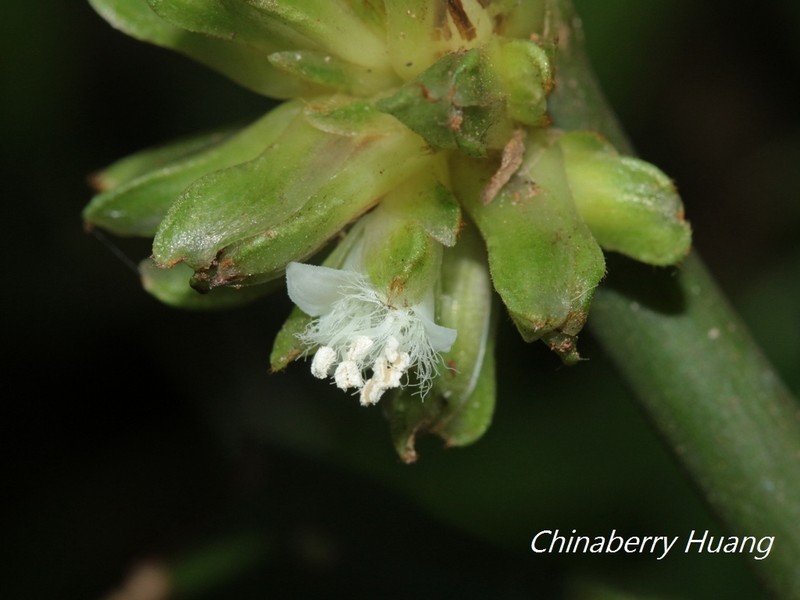 Amischotolype glabrata photo 6