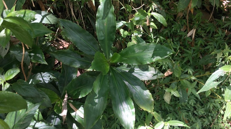 Amischotolype glabrata photo 7