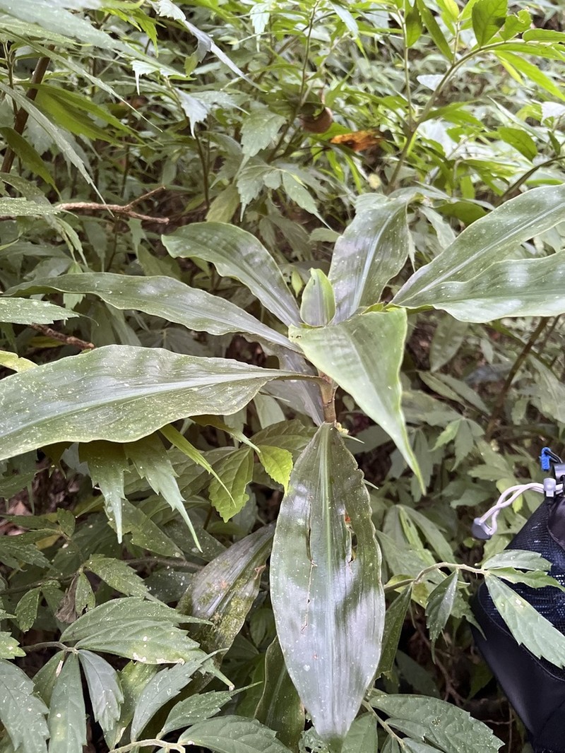 Amischotolype glabrata photo 8