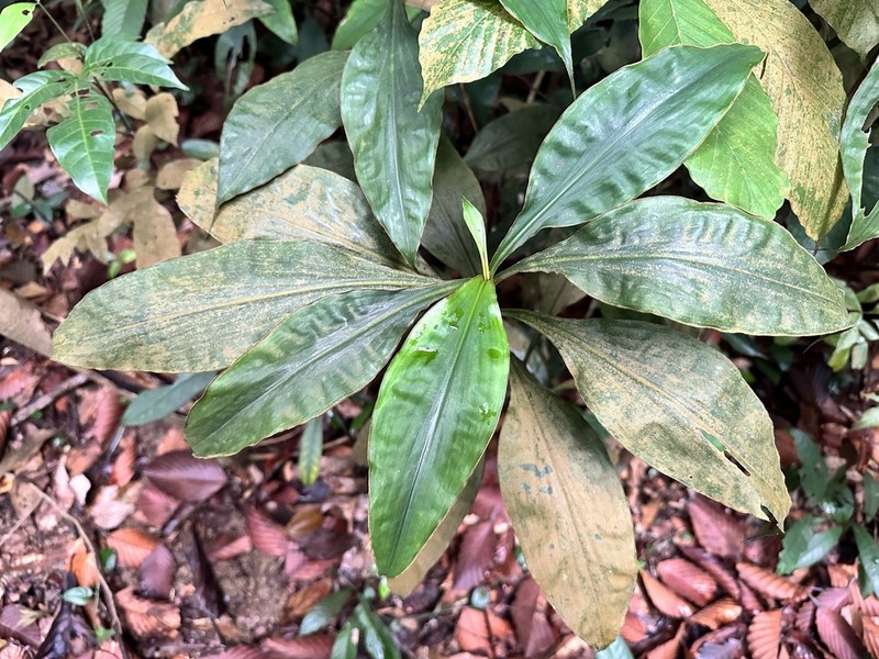 Amischotolype gracilis