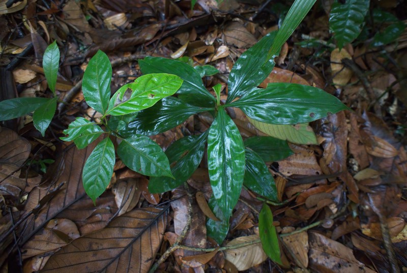 Amischotolype gracilis photo 2