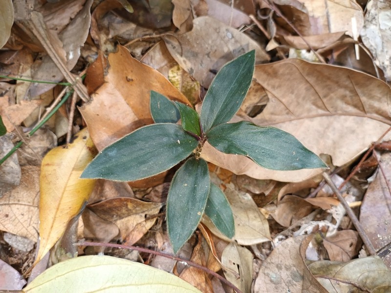 Amischotolype gracilis photo 3