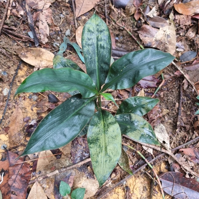 Amischotolype gracilis photo 4