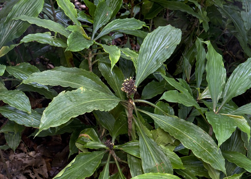 Amischotolype gracilis photo 6