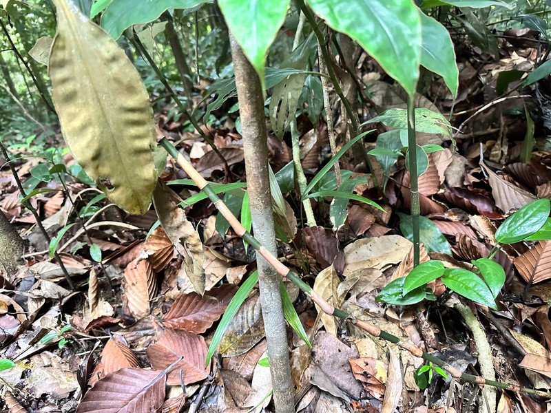 Amischotolype gracilis photo 8