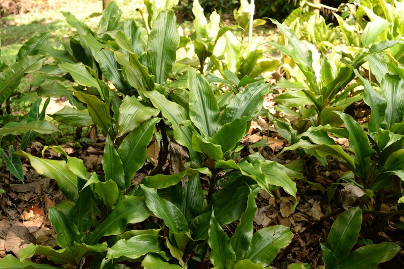 Amischotolype griffithii photo 2