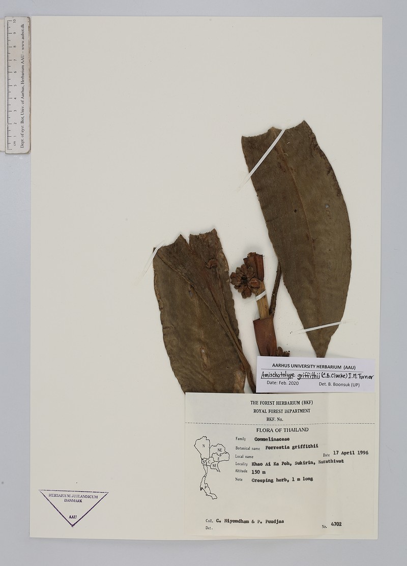 Amischotolype griffithii photo 3